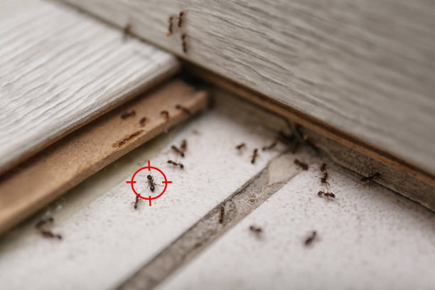 Flea Control Services in Lexington, TX