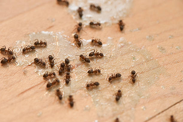 Best Pest Removal Services  in Lexington, TX