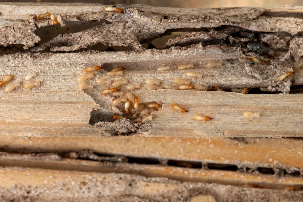 Trusted Lexington, TX Pest Control Experts